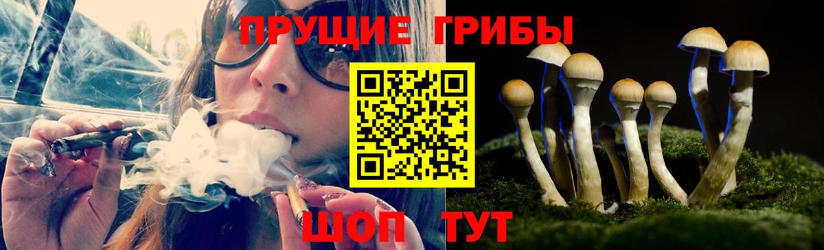 Галлюциногенные грибы Psilocybe Крымск